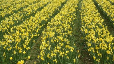 Scented Narcissi rows