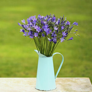 Blue Cornish Brodiaea Bouquet in a jug