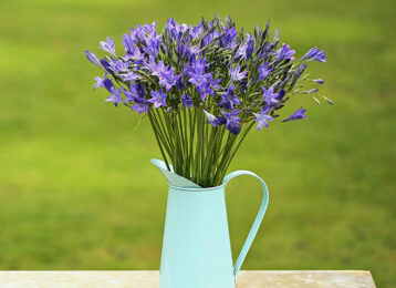 Blue Cornish Brodiaea Bouquet in a jug