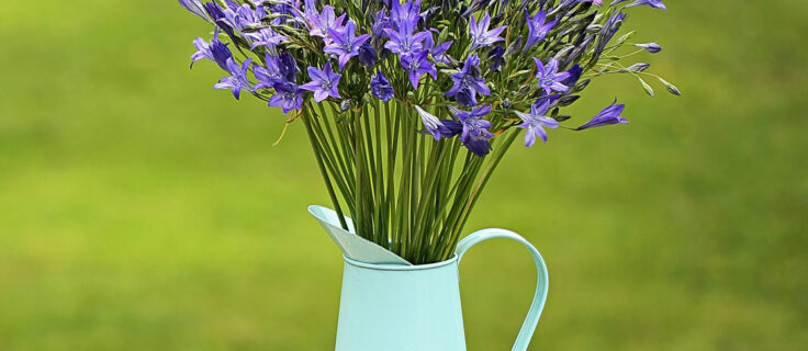 Blue Cornish Brodiaea Bouquet in a jug