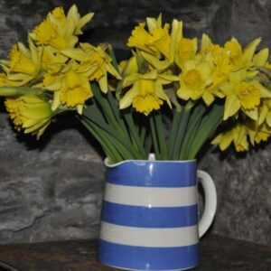 Yellow Daffodils