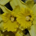 Daffodils