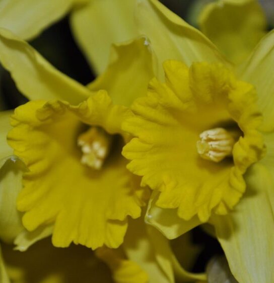 Daffodils