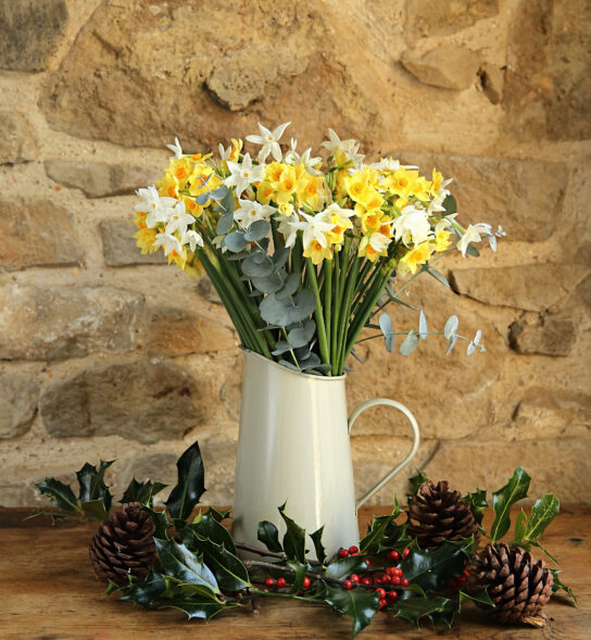 Christmas Scented Narcissi