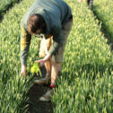 Picking Scented Narcissi