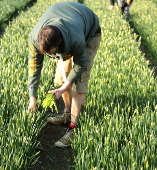 Picking Scented Narcissi