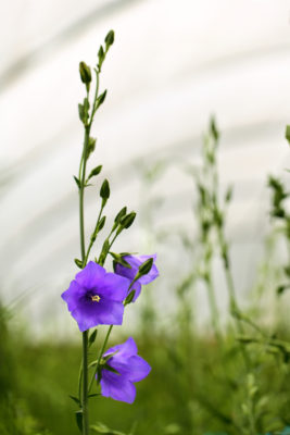 Campanula