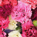 Close up of pinks