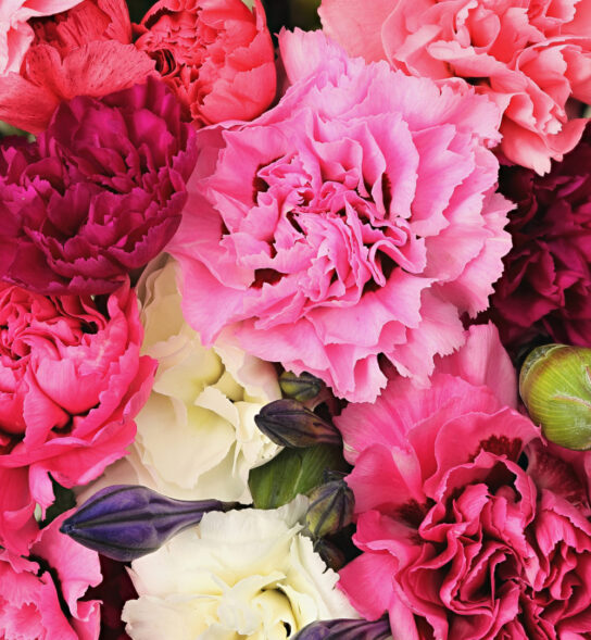 Close up of pinks