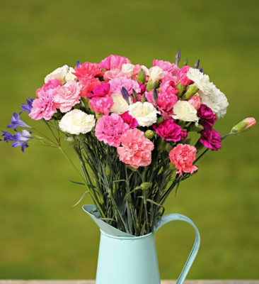 Jug of Cornish Pinks