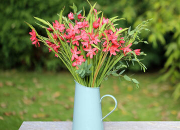 Kaffirs-in-a-jug