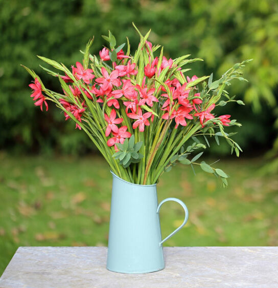 Kaffirs-in-a-jug