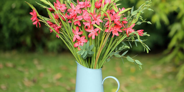 Kaffirs-in-a-jug