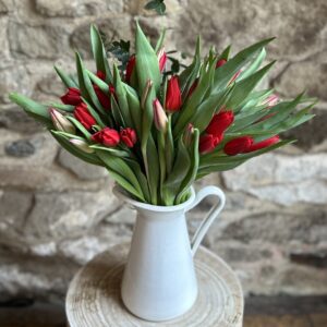 Red Tulips