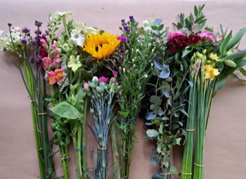 Image of fresh cut flowers which make up a Seasonal box of British Cut Flowers from October. Flowers are shown in bud, arranged in bunches and include Scented Narcissi Sweet William, Verbena, Snapdragons, Nicotiana, Sunflower, scented Pinks and Michaelmas Daisies. Foliage bunch shown includes Eucalyptus and Pittosporum.