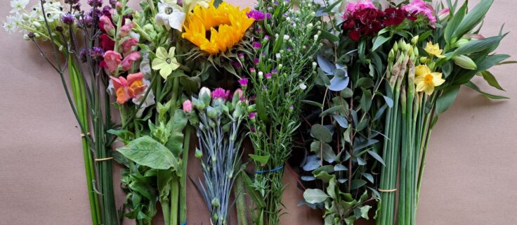 Image of fresh cut flowers which make up a Seasonal box of British Cut Flowers from October. Flowers are shown in bud, arranged in bunches and include Scented Narcissi Sweet William, Verbena, Snapdragons, Nicotiana, Sunflower, scented Pinks and Michaelmas Daisies. Foliage bunch shown includes Eucalyptus and Pittosporum.