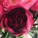 Close up of Peonies in mixed shades of pinks. Vase not included.