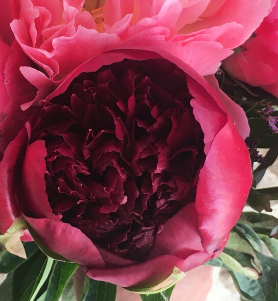Close up of Peonies in mixed shades of pinks. Vase not included.