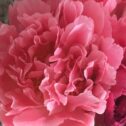 Close up of Peonies in mixed shades of pinks. Vase not included.