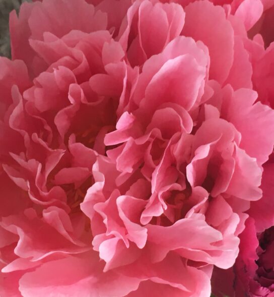 Close up of Peonies in mixed shades of pinks. Vase not included.