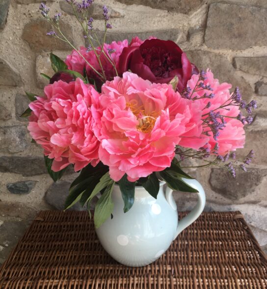 Peonies in mixed shades of pinks. Vase not included.