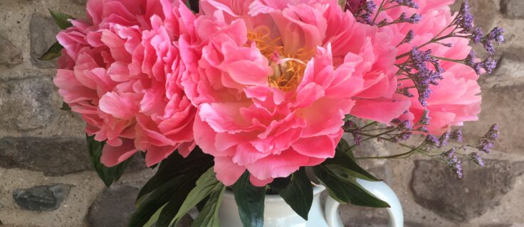 Peonies in mixed shades of pinks. Vase not included.