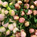 Peonies in bud