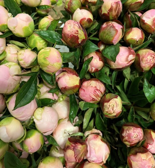 Peonies in bud