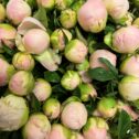 Pink Peonies in bud