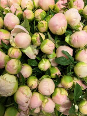 Pink Peonies in bud