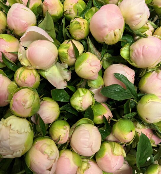 Pink Peonies in bud