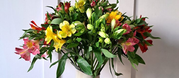 Fresh Cut flowers. A bouquet of Mixed Cornish Alstroemeria in shades of Pink, white and Yellow. Vase not included.
