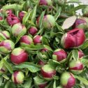 Close up of Peonies in bud in mixed shades of pinks. Vase not included.