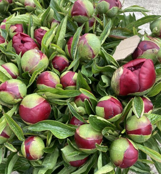Close up of Peonies in bud in mixed shades of pinks. Vase not included.