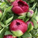 Close up of Peonies in bud in mixed shades of pinks. Vase not included.