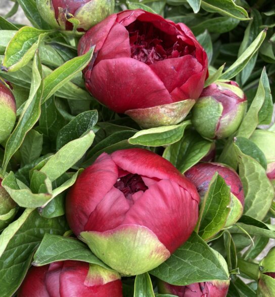 Close up of Peonies in bud in mixed shades of pinks. Vase not included.