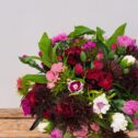 A close up of a bunch of Cornish Scented Pinks & Sweet William in shades of Pink, white, reds and purples.