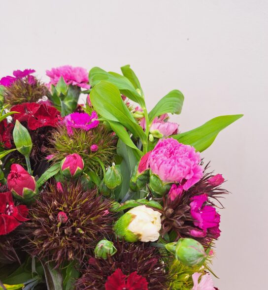 A close up of a bunch of Cornish Scented Pinks & Sweet William in shades of Pink, white, reds and purples.